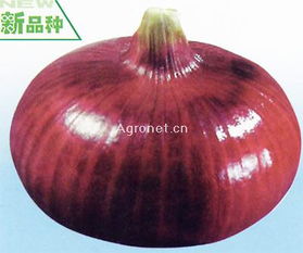 紅玉蔥類種子 優質蔬菜種苗選擇指南