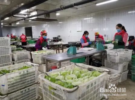 蔬菜花卉一體化配送分揀規(guī)程