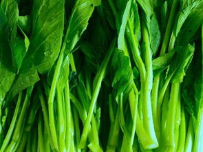 油菜 餐桌上的營(yíng)養(yǎng)明星與田間地頭的生態(tài)衛(wèi)士